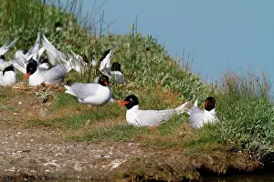 Melanocephalus: Mediterranean Gull (Larus melanocephalus) colony