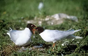Melanocephalus: Mediterranean Gull - male gull feeding female gull