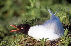 Melanocephalus: Mediterranean Gull - on nest, beak open