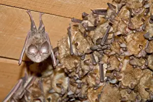 Euryale: Mediterranean Horseshoe Bat