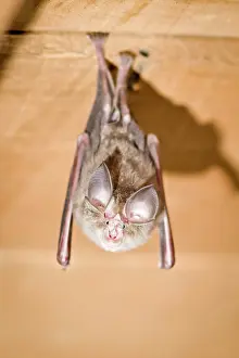 Ceiling: Mediterranean Horseshoe Bat