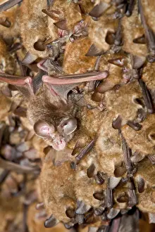 Euryale: Mediterranean Horseshoe Bat - young bat colony