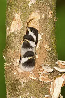 Naturalized: Mediterranean House Gecko