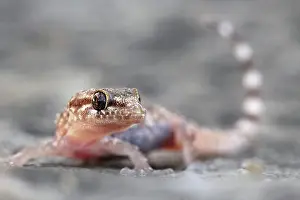 Gecko: Mediterranean house gecko (Hemidactylus turcicus