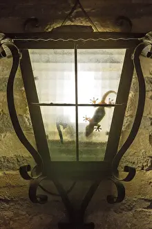 Ebro: Mediterranean House Gecko (Hemidactylus turcicus)