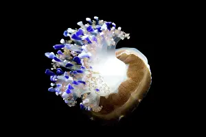 Tuberculata: Mediterranean Jellyfish - Commonly found in the