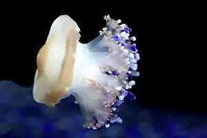 Tuberculata: Mediterranean Jellyfish - Commonly found in the