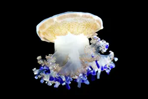 Tuberculata: Mediterranean Jellyfish - Commonly found in the