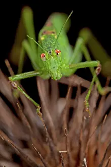 Katydids: Mediterranean Katydid at night