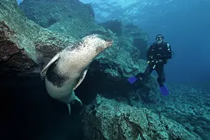 Dives: Mediterranean Monk Seal, (Monachus monachus), endangered