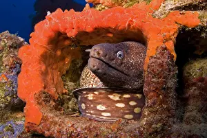 Guttata: Mediterranean moray (Muraena helena) in artificial
