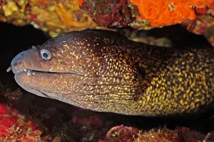 Guttata: Mediterranean moray (Muraena helena), Dive site
