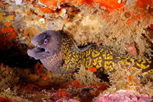 Moray: Mediterranean moray (Muraena helena). Dive site