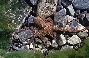 Octopuses: MEDITERRANEAN OCTOPUS ON ROCKS