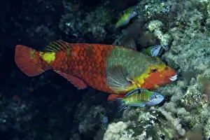 Scaridae: Mediterranean parrotfish, Sparisoma cretense, female