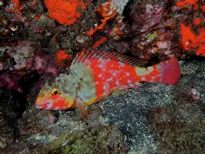 Rest: Mediterranean parrotfish (Sparisoma cretense), sleeping