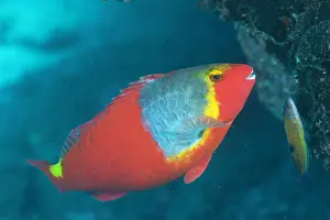 Canary: Mediterranean parrotfish (Sparisoma cretense), El