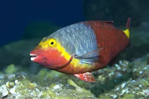 Scaridae: Mediterranean Parrotfish (Sparisoma cretense) female
