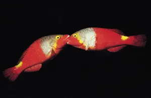 Scaridae: Mediterranean Parrotfish (Sparisoma cretense) females