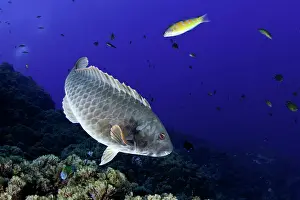 Scaridae: Mediterranean parrotfish, Sparisoma cretense, male