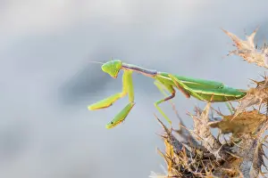 Headfirst: Mediterranean praying mantis (Iris oratoria oratoria)