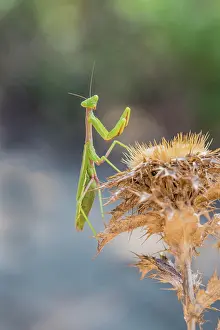Headfirst: Mediterranean praying mantis (Iris oratoria oratoria)