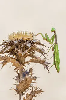 Headfirst: Mediterranean praying mantis (Iris oratoria oratoria)