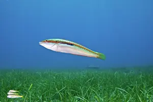 Barbatus: Mediterranean Rainbow Wrasse