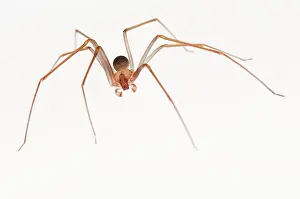 Loxosceles: Mediterranean Recluse Spider male on white background
