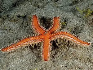 Canary: Mediterranean red sea star (Echinaster sepositus)