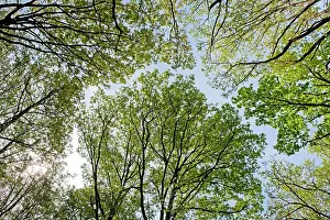 Treetops: Mediterranean Redbud - treetops in spring