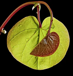 Siliquastrum: Mediterranean Redbud - young leaves in spring