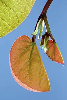 Siliquastrum: Mediterranean Redbud - young leaves in spring
