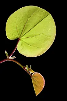 Siliquastrum: Mediterranean Redbud - young leaves in spring