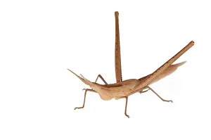 Grasshoppers: Mediterranean Slant-faced Grasshopper