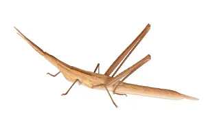Croatia: Mediterranean Slant-faced grasshopper (Acrida ungarica mediterranea) on the white background