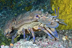 Lobster: Mediterranean slipper lobster (Scyllarides latus)
