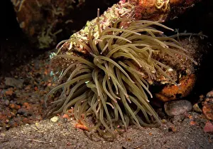 Sulcata: Mediterranean Snakelocks Anemone