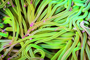 Sulcata: Mediterranean snakelocks sea anemone (Anemonia sulcata)