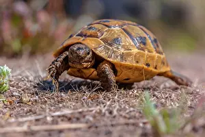 Crawl: Mediterranean Spur-thighed Tortoise