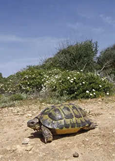 Testudo: Mediterranean Spur-thighet Tortoise (Testudo graeca