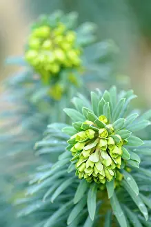 Spurge: Mediterranean spurge, Euphorbia characias wulfenii
