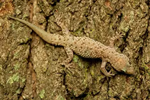 Regenerate: Mediterrranean Gecko - showing regenerated tail