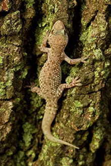 Regenerate: Mediterrranean Gecko - showing regenerated tail