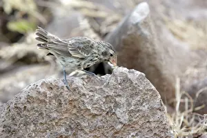 Geospiza: Medium Ground-finch
