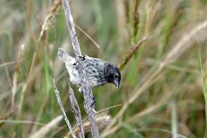 Geospiza: Medium Ground-finch