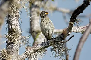 Geospiza: Medium Ground-finch