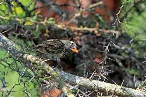 Geospiza: Medium Ground Finch