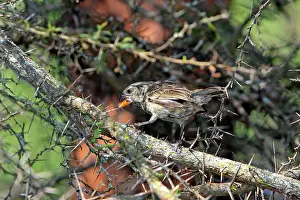 Geospiza: Medium Ground Finch