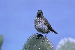 Geospiza: Medium Ground Finch